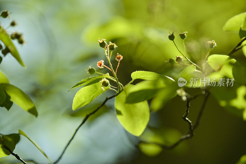 春天:自然之美(Apo Sonnar 135mm F2)